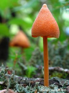 On a Mushroom Photography Safari